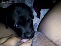 [ Pet XXX ] A Dog licks the wet crack of a Girl